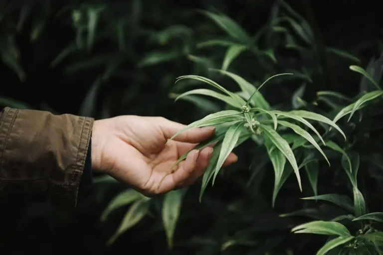 Flores de CBD de alta calidad y bajo THC