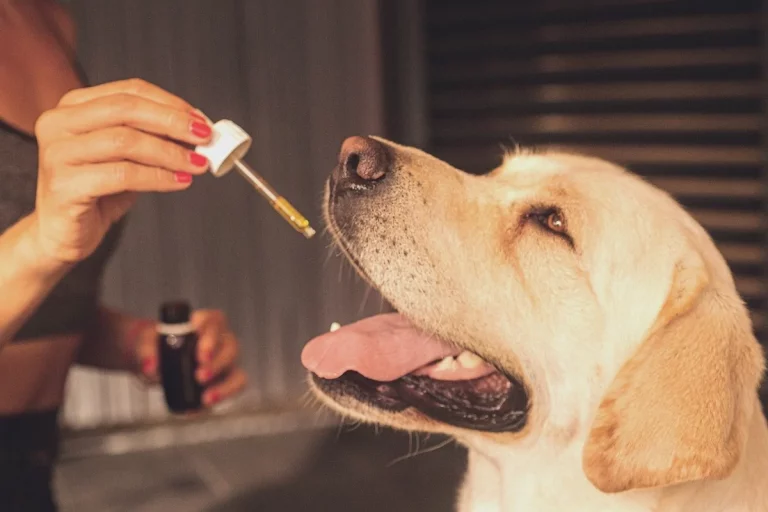 CBD para mascotas, ayuda con la ansiedad