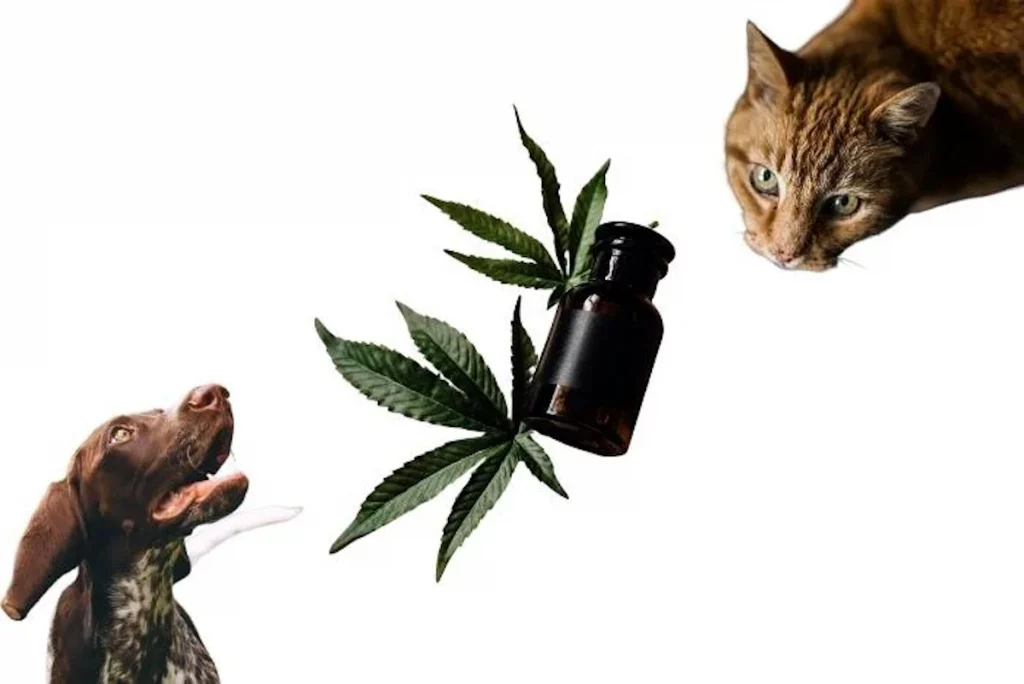 CBD para mascotas, ayuda con la ansiedad