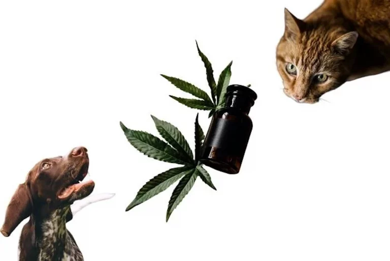 CBD para mascotas, ayuda con la ansiedad