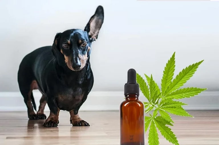 CBD para mascotas, ayuda con la ansiedad