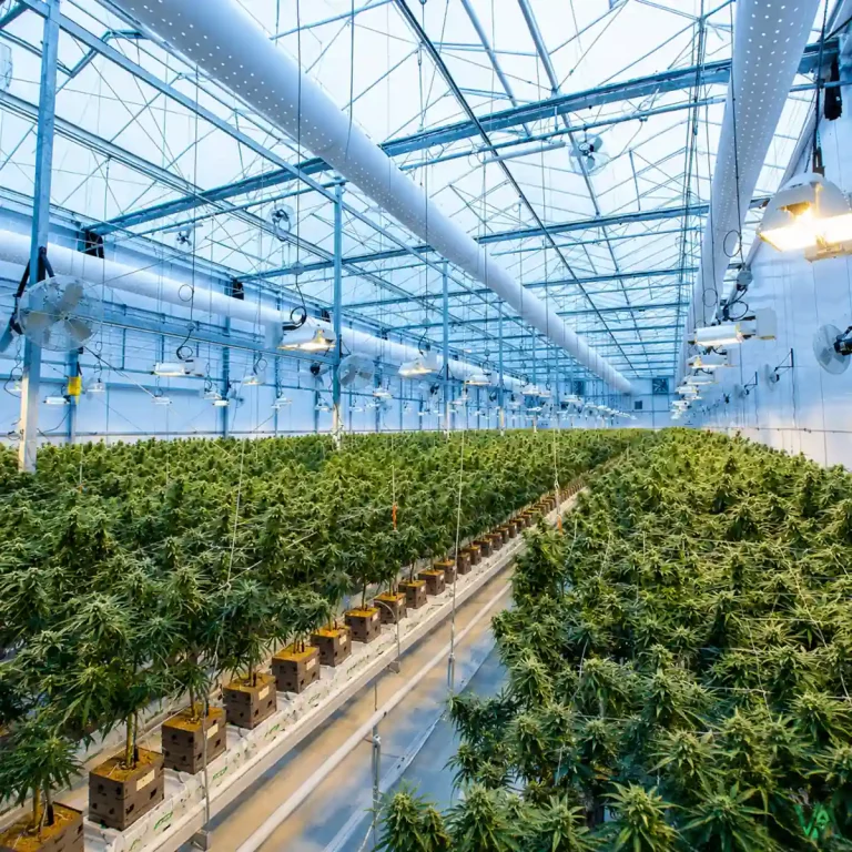 ¿Qué es el CBD hidropónico?