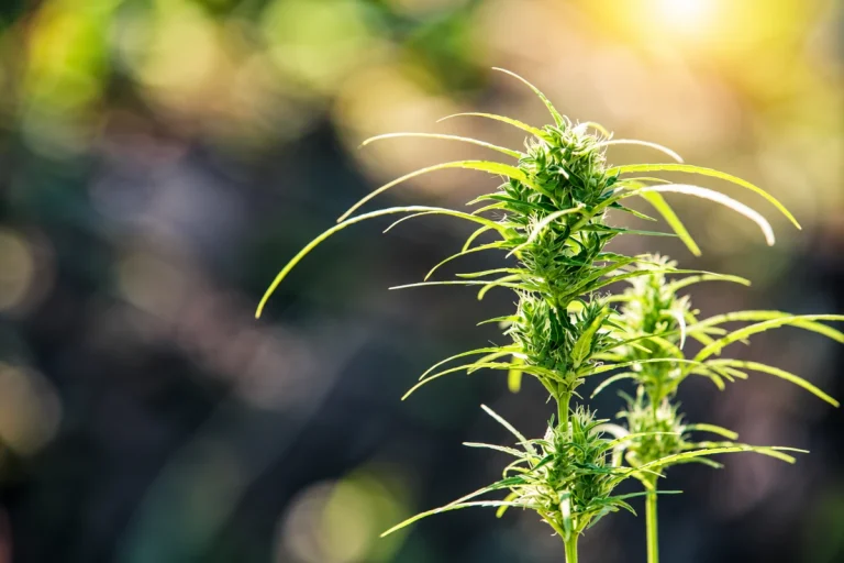 Flores de CBD cultivadas en planta de cáñamo