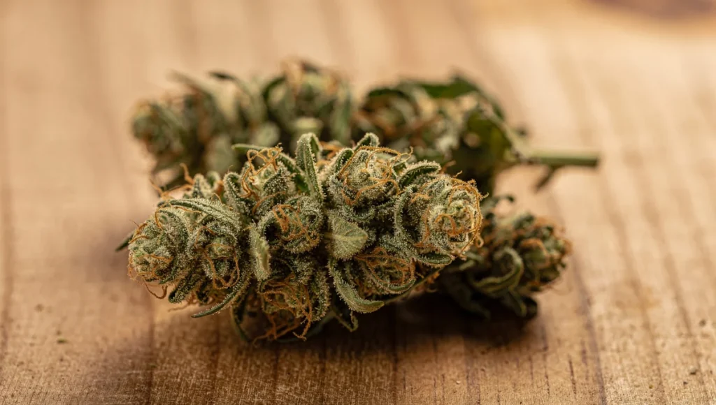 ¿Qué son los terpenos del CBD y por qué son importantes? | Drelax CBD