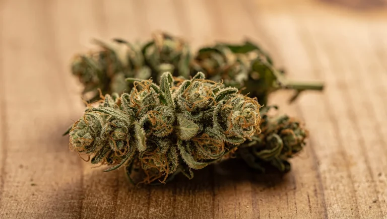 ¿Qué son los terpenos del CBD y por qué son importantes? | Drelax CBD