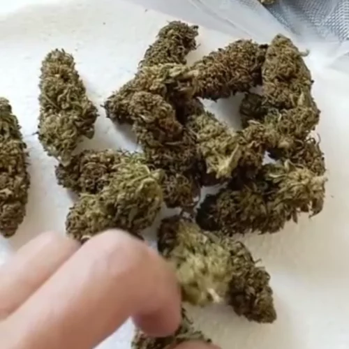 Cannatonic - Flores de CBD