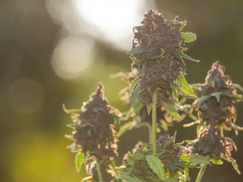 CBD hidroponico