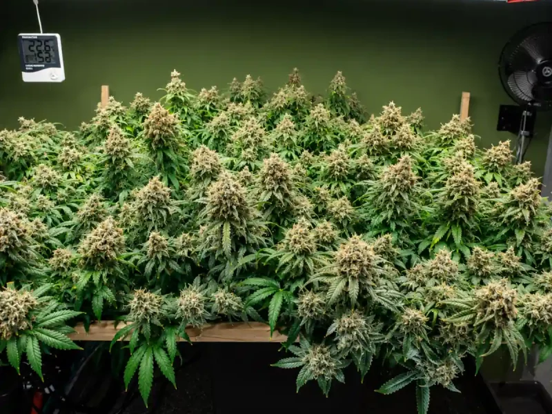 ¿Qué es el CBD hidropónico?