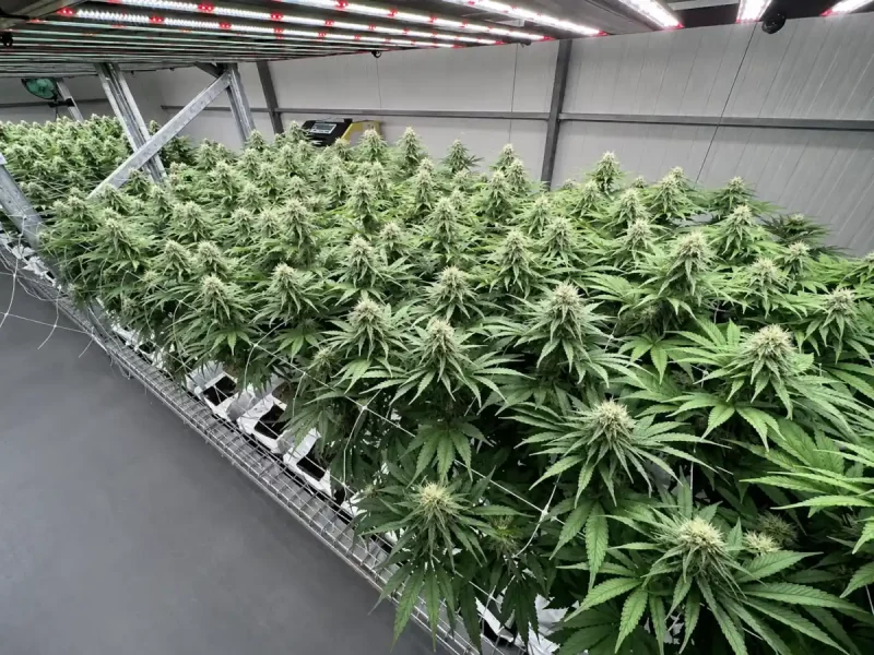 ¿Qué es el CBD hidropónico?