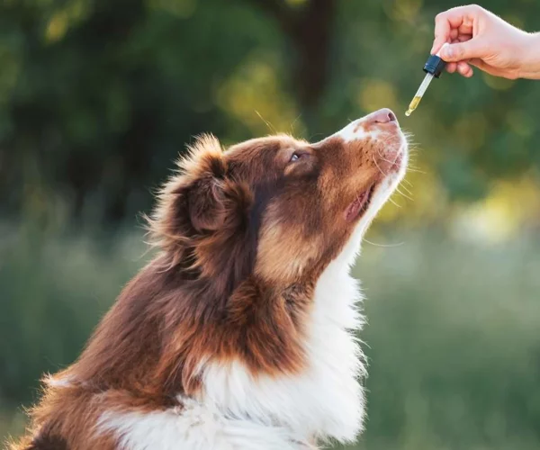 Perro disfrutando aceite de CBD