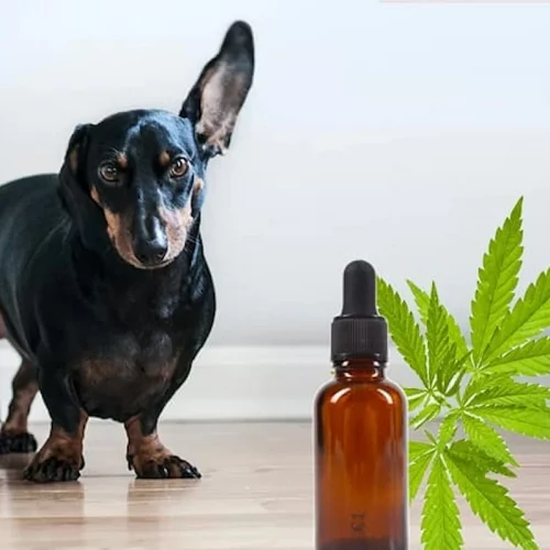 CBD para mascotas, ayuda con la ansiedad