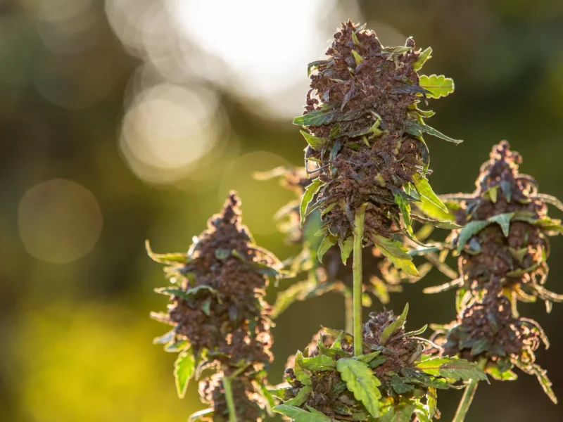 Flores de CBD cultivadas en planta de cáñamo