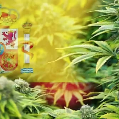El CBD es legal en España