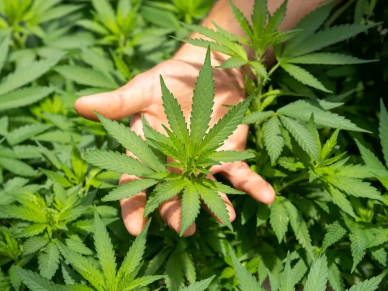 Drelax CBD