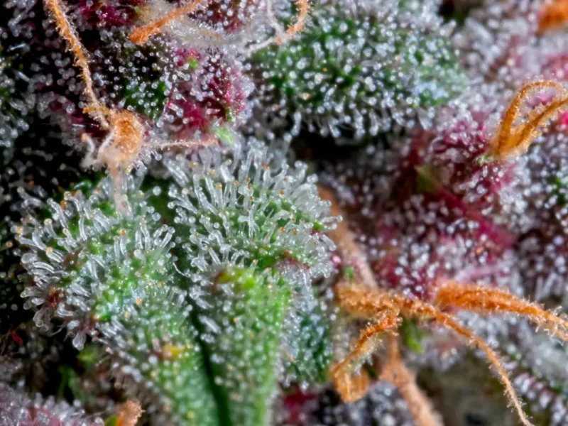 ¿Qué son los terpenos del CBD y por qué son importantes? | Drelax CBD